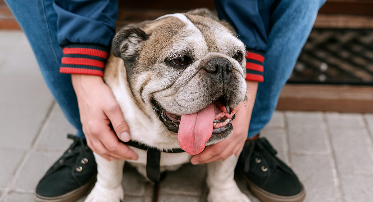 Alimentação divertida e saudável para cães idosos: conheça alternativas além da ração