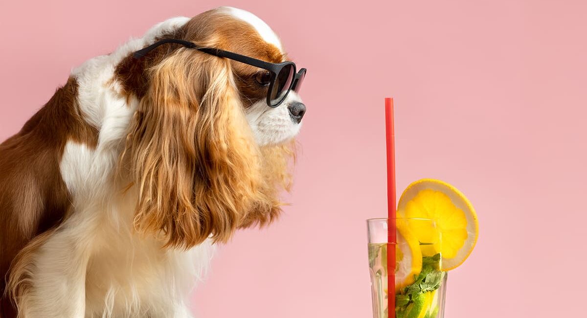 Como refrescar seu cachorro nos dias quentes: dicas práticas e saborosas